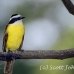 kiskadee_great_tar_h_0786_cos1119.jpg